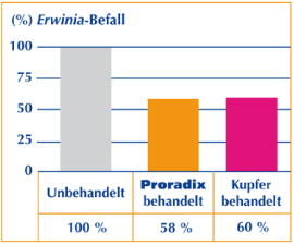 Diagramm: Vergleich: Erwinia-Befall bei unbehandelten, Proradix behandelten (42% reduziert) und Kupfer behandelten (40% reduziert) Kartoffeln