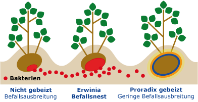 Ausbreitung Erwinia-Bakterien bei ungebeizten und mit Proradix gebeizten Kartoffeln